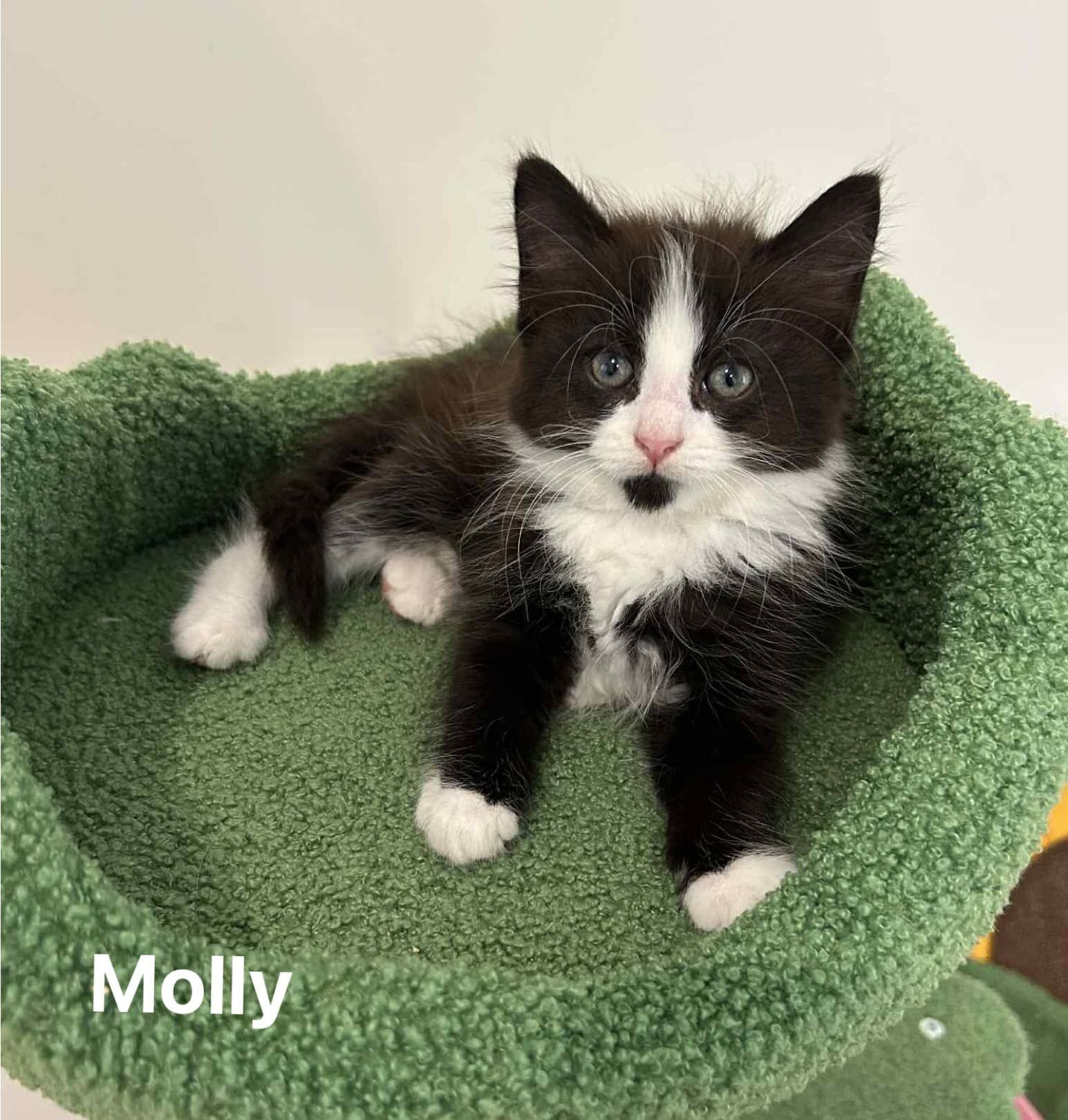Molly Molly